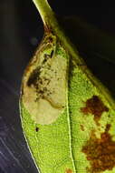 Image of Stigmella Lyonia Taiwan