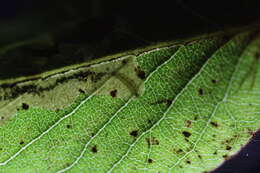 Image of Stigmella Lyonia Taiwan