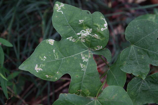 Image of Stigmella Verniciamontana