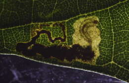 Image of Ectoedemia Lithocarpus Taiwan