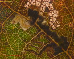 Image of Ectoedemia quinquella (Bedell 1848) Bradley et al. 1972