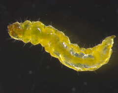 Image of Stigmella rolandi van Nieukerken 1990