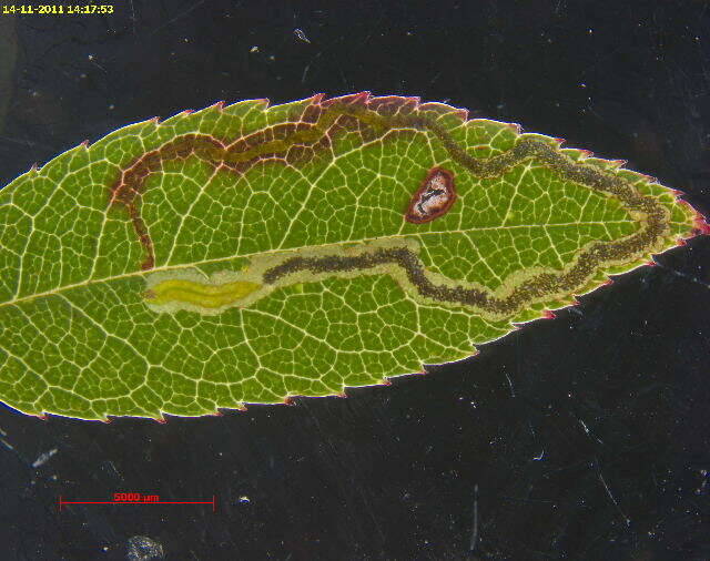 Image of Stigmella rolandi van Nieukerken 1990