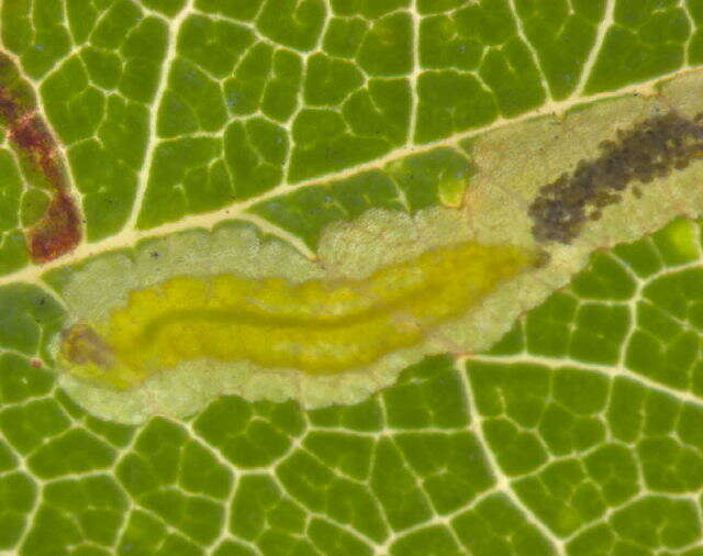 Image of Stigmella rolandi van Nieukerken 1990