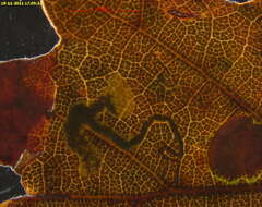 Image of Stigmella eberhardi (Johansson 1971) Kasy 1979