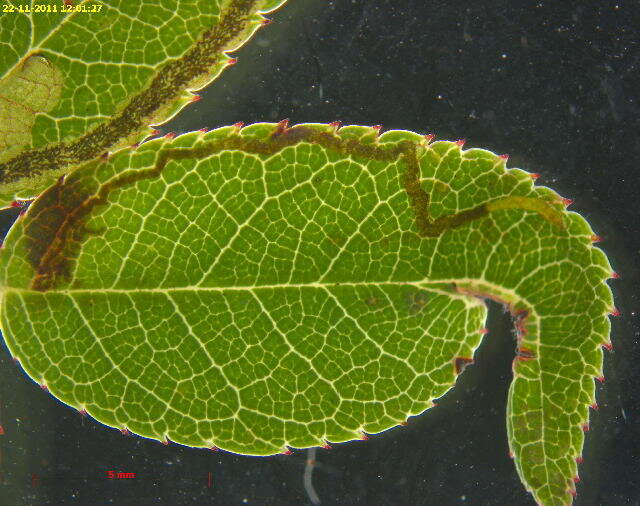 Image of Stigmella rolandi van Nieukerken 1990