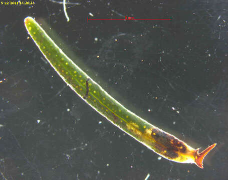 Image of Fomoria empetrifolii (A. Laštuvka & Z. Laštuvka 2000) Diškus et al. 2003