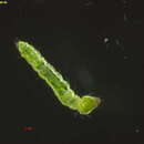 Image of Stigmella sashai Puplesis 1984