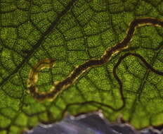 Image of Ectoedemia Rubusalceifolius Tw