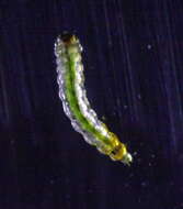 Image of Ectoedemia Rubusalceifolius Tw