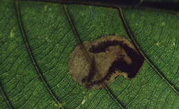 Image of Stigmella kao van Nieukerken & Liu 2000