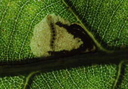 Image of Stigmella kao van Nieukerken & Liu 2000