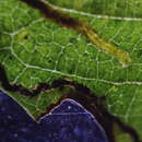 صورة Stigmella egonokii Kemperman & Wilkinson 1985