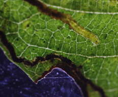 صورة Stigmella egonokii Kemperman & Wilkinson 1985