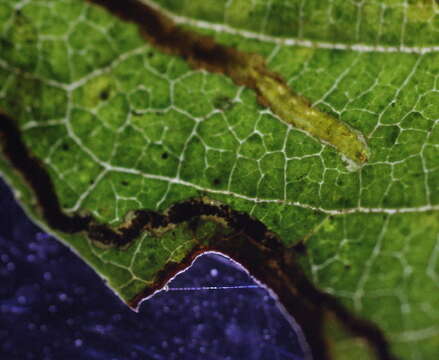 Imagem de Stigmella egonokii Kemperman & Wilkinson 1985