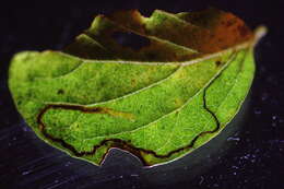 صورة Stigmella egonokii Kemperman & Wilkinson 1985