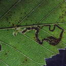 Image of Ectoedemia Carpinus Taiwan