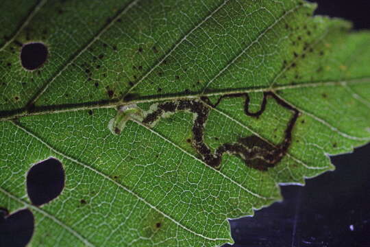 Image of Ectoedemia Carpinus Taiwan