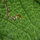 Image of Stigmella alikurokoi Kemperman & Wilkinson 1985