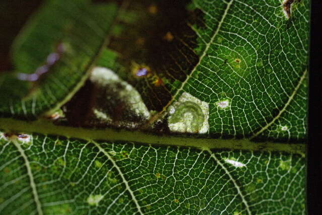 Image of Ectoedemia Quercus Japan