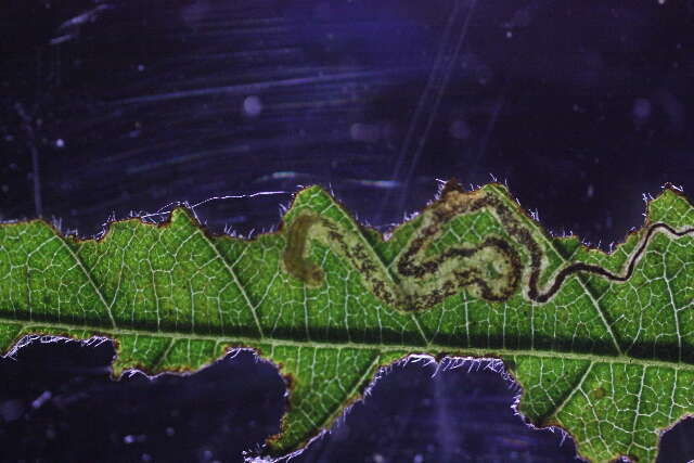 Image of Stigmella Aphananthe Taiwan