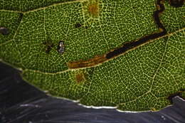 Image of Stigmella