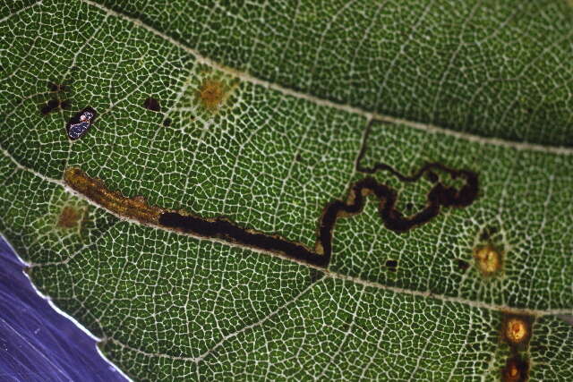 Image of Stigmella