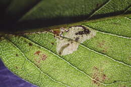 Image of Stigmella Lyonia Taiwan