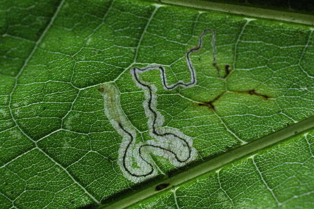 Image of Stigmella Verniciamontana