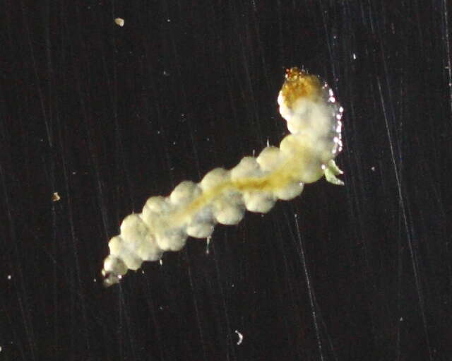 Image of Stigmella Verniciamontana