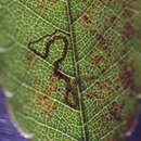 Image of Stigmella zelkoviella Kemperman & Wilkinson 1985