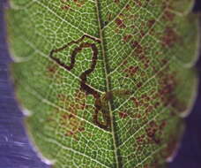 Image of Stigmella zelkoviella Kemperman & Wilkinson 1985