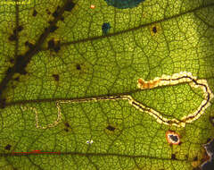 Stigmella confusella (Wood & Walsingham 1894) Vári 1944的圖片