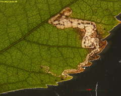 Imagem de Stigmella naturnella (Klimesch 1936) Klimesch 1948