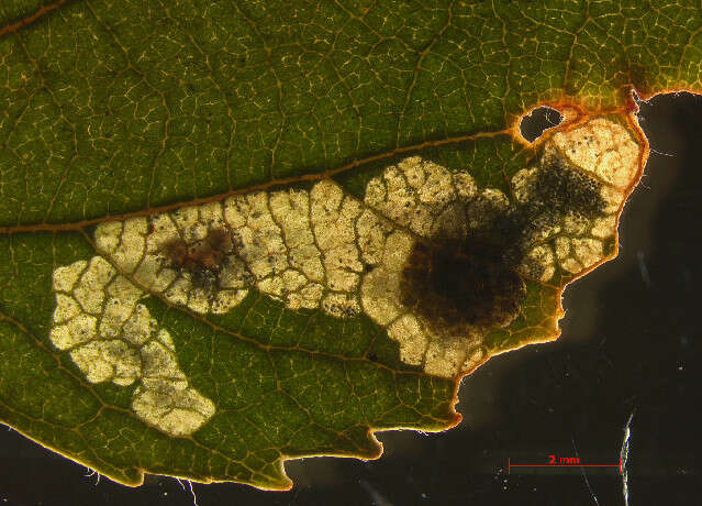 Image of Ectoedemia occultella (Linnaeus 1767) Robinson et al. 1983