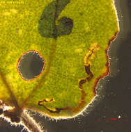 صورة Stigmella aceris (Frey 1857) Gerasimov 1952