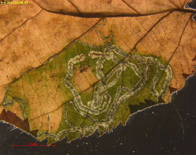 Image of Ectoedemia quadrinotata (Braun 1917) Wilkinson et al. 1979