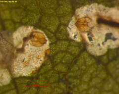 Image of Ectoedemia quadrinotata (Braun 1917) Wilkinson et al. 1979