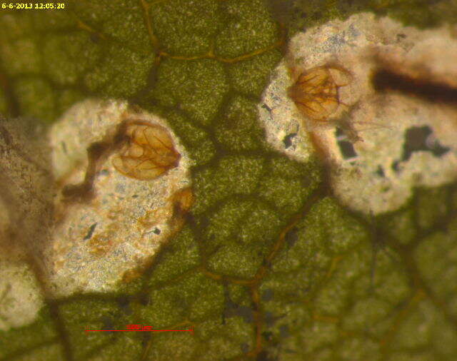 Image of Ectoedemia quadrinotata (Braun 1917) Wilkinson et al. 1979