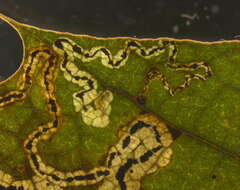 Image of Stigmella quercipulchella (Chambers ex Hayden 1882) Wilkinson et al. 1979