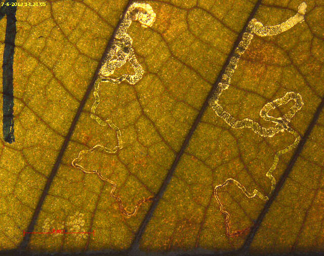 Image de Stigmella basiguttella (Heinemann 1862) Vári 1944