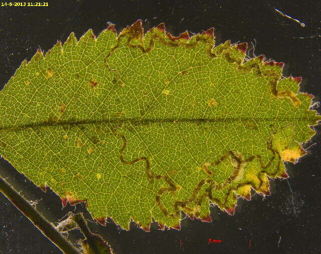 Image of rose leaf miner