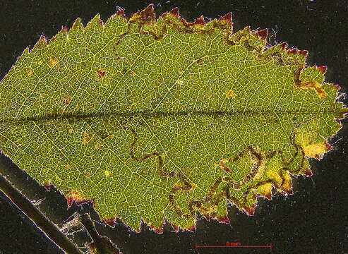 Image of rose leaf miner