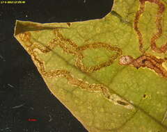 صورة Stigmella aceris (Frey 1857) Gerasimov 1952