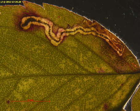 Image of Stigmella spinosissimae (Waters 1928) Beirne 1945