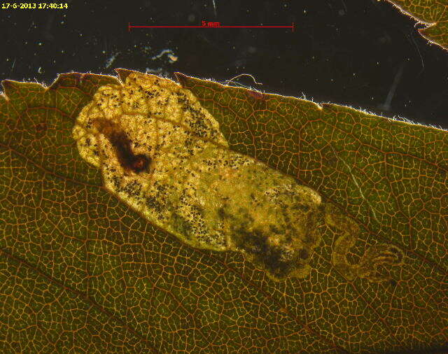 Image of Ectoedemia rosae van Nieukerken & Berggren 2011