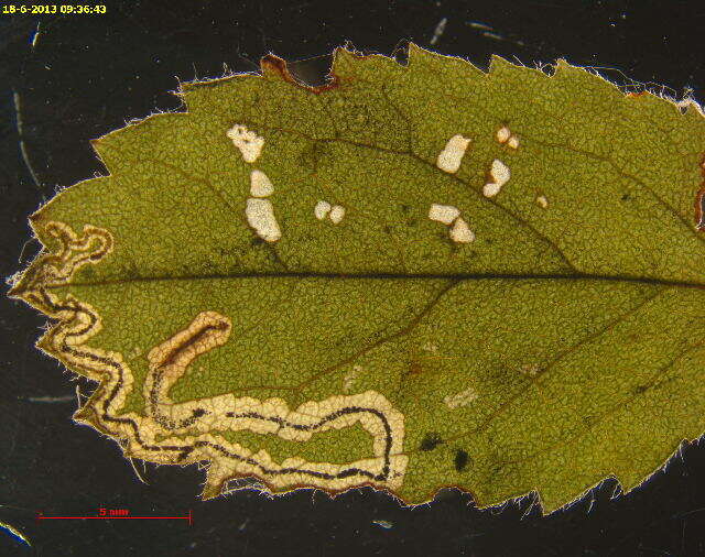 Image of Stigmella spinosissimae (Waters 1928) Beirne 1945