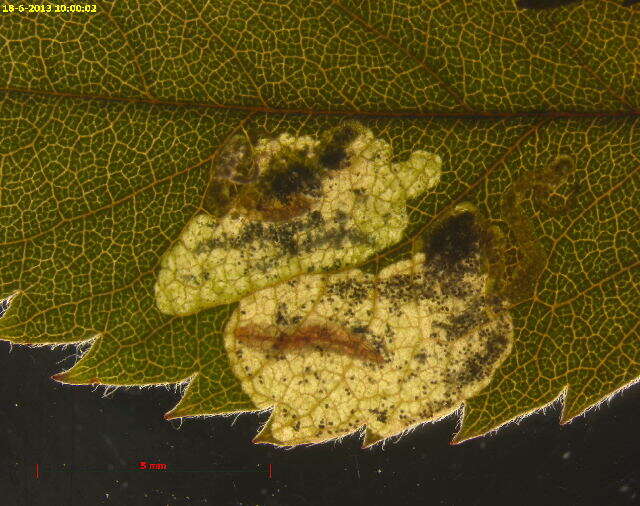 Image of Ectoedemia rosae van Nieukerken & Berggren 2011