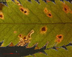 Image of Stigmella magdalenae (Klimesch 1950) Emmet 1979