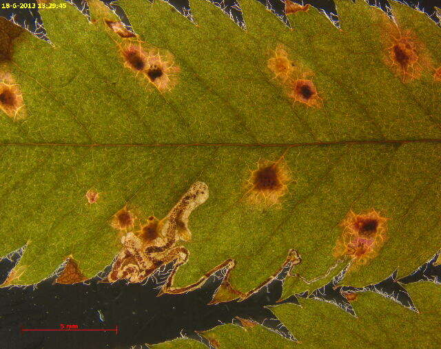 صورة Stigmella magdalenae (Klimesch 1950) Emmet 1979